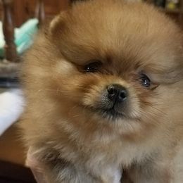 Pomeranian Puppies from Dreamweaver Poms