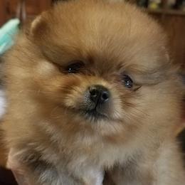 Pomeranian Puppies from Dreamweaver Poms