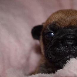 French Bulldog Puppies from Von Bales French Bulldogs