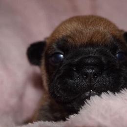 French Bulldog Puppies from Von Bales French Bulldogs