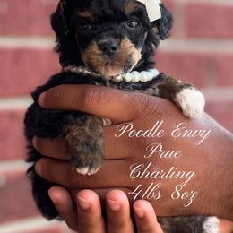 Prue - Phantom female Poodle puppy in Ferriday, Louisiana from Denikka C