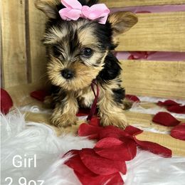 Yorkshire Terrier Puppies from Jennifer Gunn