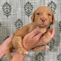 Bedtime Bear- Light Blue Collar - Apricot male Goldendoodle puppy in Bay City, Texas from Charming Doods Goldendoodles
