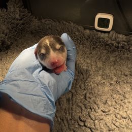 Girl 1 - Blue female Pomsky puppy in Michigan from Blue Water Pomskies