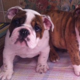 Bulldog Puppies from Peggy Gieselman