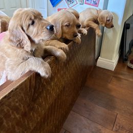 Golden Retriever Puppies from Bennett Goldens