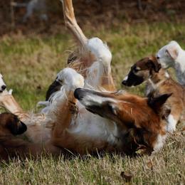 Borzoi Puppies from Rezance Borzoi