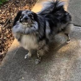 Pomeranians from Austin AKC Poms