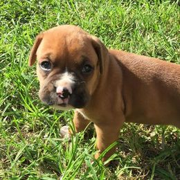 Boxers from Boxer Madness