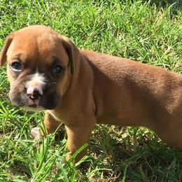Boxers from Boxer Madness