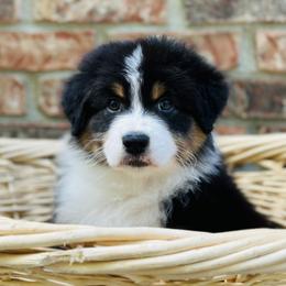 Australian Shepherd Puppies from Timber Run Aussies
