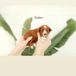 Ember - Red  female Goldendoodle puppy in Rio Linda, California from GoldendoodlePaw