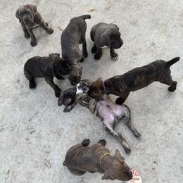 Cane Corso puppies from Creed Cane Corsos