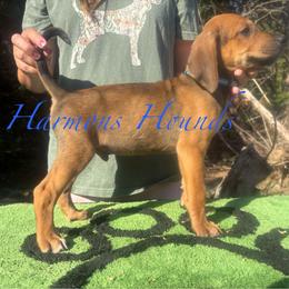 Blue Collar - Red male Redbone Coonhound puppy in Mount Pleasant, Texas from Harmons Hounds