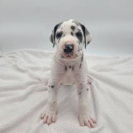 Jasper - Harlequin male Great Dane puppy in Kannapolis, North Carolina from Carolina Great Danes & Toy Poodles