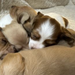 Girl 1 - Piebald female Dachshund puppy in Oelwein, Iowa from Shaffer Dachshunds