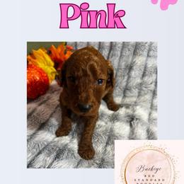 Pink - Red  female Poodle puppy in Lima, Ohio from Buckeye Red Standard Poodles