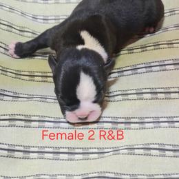 Girl 2 - Black and white female Boston Terrier puppy in Mesa, Arizona from Lehi Valley Boston Terriers