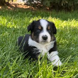 Stitch - Black tri-color male Australian Shepherd puppy in Franktown, Colorado from Double NB Livestock LLC