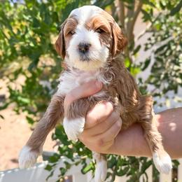 Sponge - Apricot female Goldendoodle puppy in Garden Grove, California from Sunkissed Doodles
