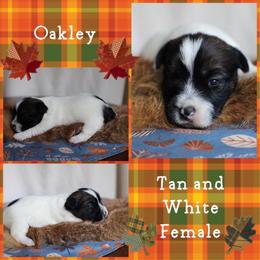 Oakley - White and tan female Russell Terrier puppy in Viper, Kentucky from Mountain Top