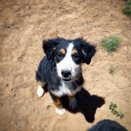Girl 2 - Black Australian Shepherd puppy in Williams, Arizona from Aussie Mesa Ranch