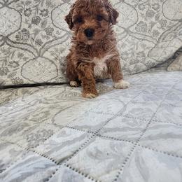Max - Red  male Poodle puppy in Apex, North Carolina from Happy puppies