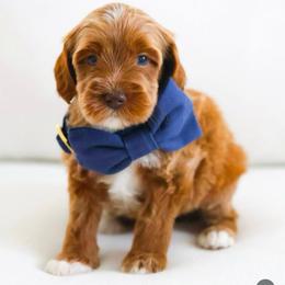 Dune - Caramel male Australian Labradoodle puppy in Diamond Bar, California from Furrytaildoodles