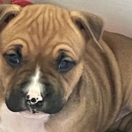 Girl 1 - Red American Staffordshire Terrier puppy in North Carolina from Kaye-Nyne Kennels