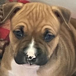 Girl 1 - Red American Staffordshire Terrier puppy in North Carolina from Kaye-Nyne Kennels