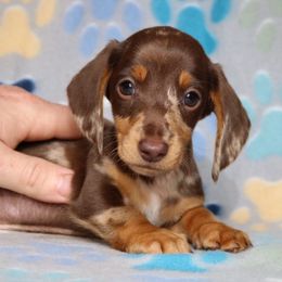 Theo - Dapple male Dachshund puppy in Red Bud, Illinois from Midwest Miniature Dachshunds