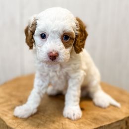 Chardonnay - White female Assorted Doodle Crosses puppy in Arlington, Washington from Doodle Love Laugh