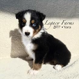 BTF Yara - Black tri-color female Australian Shepherd puppy in Shelby, Alabama from Legacy Farms