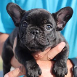 French Bulldogs from 307 Frenchies