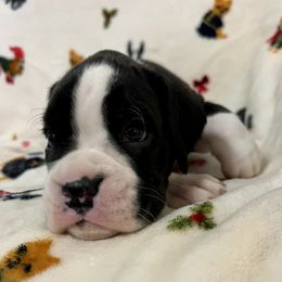 Flashy brindle male - Brindle male Boxer puppy in Enon, Ohio from Diamond Lane Boxers