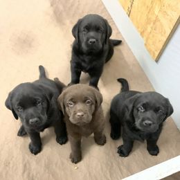 Labrador Retriever Puppies from Red Brush Labs
