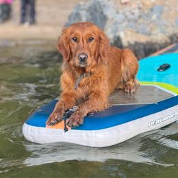 Cayenne - Golden Retriever