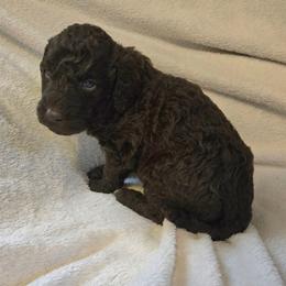 Thumper - male Newfypoo puppy in Mckenzie, Tennessee from Small Town Doodles & Poodles