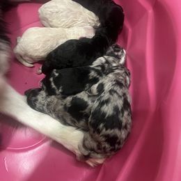 Aussiedoodle Puppies from Perfect Connection