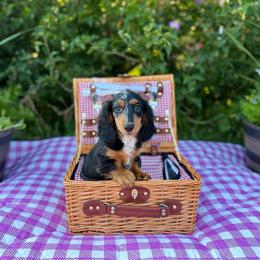 Wasabi - Dapple male Dachshund puppy in Westport, Kentucky from Lonestar Creek Farm