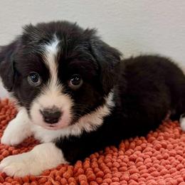 Nosey  Niguel - Black and white male Cardigan Welsh Corgi puppy in Omaha, Arkansas from DnD Corgis