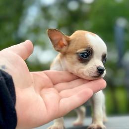Pepper - Fawn and white female Chihuahua puppy in Alvord, Texas from Gift of Gods Favor