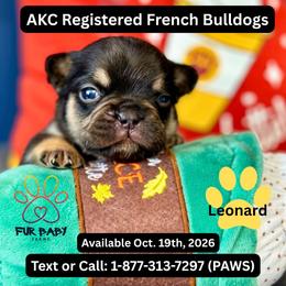 Leonard - Tricolors male French Bulldog puppy in Michigan from Fur Baby Farms