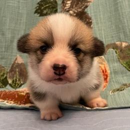 Tucker - Red male Pembroke Welsh Corgi puppy in Griffin, Georgia from Rollnoaks & Cottontail AKC Pembroke Welsh Corgis