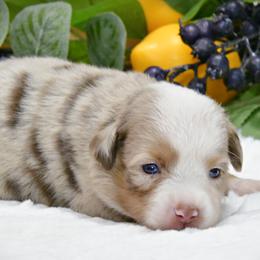Chief - Red merle male Australian Shepherd puppy in Ranger, Texas from Outback Mini Aussies
