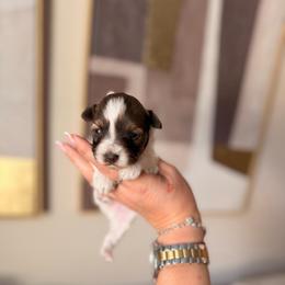 Sky - Parti female Miniature Schnauzer puppy in Orange City, Florida from Xaysha’s Miniature Schnauzers