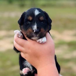 Sonny - Black tri-color male Australian Shepherd puppy in Uvalda, Georgia from Happy Ours Australian Shepherds