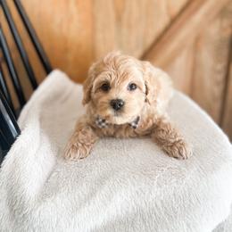 Teddy - Apricot male Maltipoo puppy in Huntsville, Texas from Nelson Creek Farms
