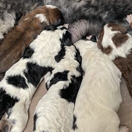 Aussiedoodles, Goldendoodles, and Golden Retrievers from Tails of Cypress