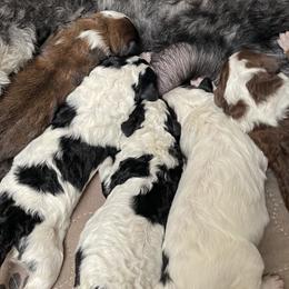 Aussiedoodles, Goldendoodles, and Golden Retrievers from Tails of Cypress